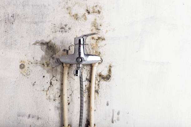 Best Toxic Mold Removal  in Elkton, MD