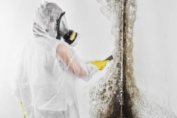Trusted Elkton, MD Mold Removal Experts