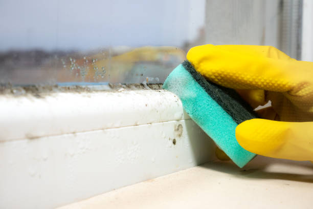 Best Mold Damage Repair  in Elkton, MD