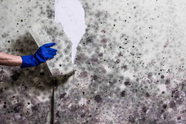 Best Black Mold Removal  in Elkton, MD